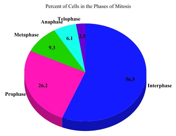 Mitosis Pie Chart